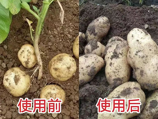 郑州鼎来瑞农业科技有限公司21.jpg