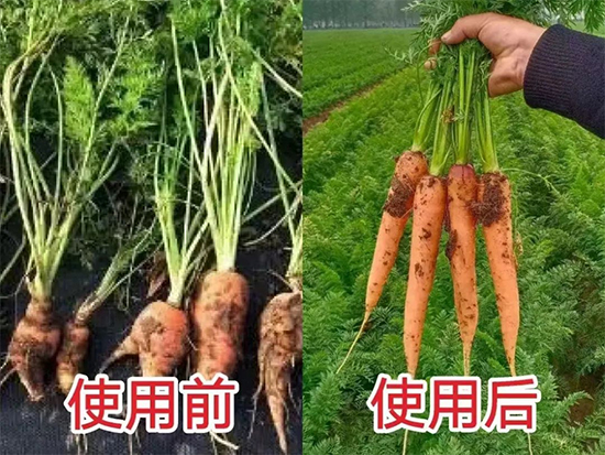 郑州鼎来瑞农业科技有限公司24.jpg